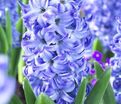 Гиацинт Аква (Hyacinthus Aqua) — фото 5