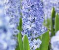 Гиацинт Аква (Hyacinthus Aqua) — фото 6