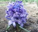 Гиацинт Аква (Hyacinthus Aqua) — фото 7