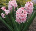 Гиацинт Аннабель (Hyacinthus Annabelle) — фото 4