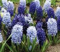 Гиацинт Блю Вотер Микс (Hyacinthus Blue Water Mix) — фото 3