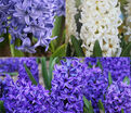 Гиацинт Блю Вотер Микс (Hyacinthus Blue Water Mix) — фото 4