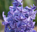 Гиацинт Блю Джекет (Hyacinthus Blue Jacket) — фото 2