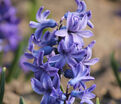Гиацинт Блю Джекет (Hyacinthus Blue Jacket) — фото 3