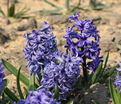 Гиацинт Блю Джекет (Hyacinthus Blue Jacket) — фото 4