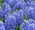 Гиацинт Блю Джекет (Hyacinthus Blue Jacket) — фото 5