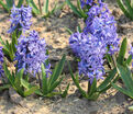 Гиацинт Блю Джекет (Hyacinthus Blue Jacket) — фото 6