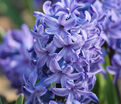 Гиацинт Блю Джекет (Hyacinthus Blue Jacket) — фото 7