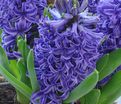 Гиацинт Блю Пёрл (Hyacinthus Blue Pearl) — фото 4