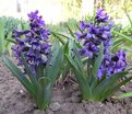 Гиацинт Блю Трофи (Hyacinthus Blue Trophy) — фото 2