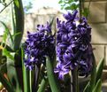 Гиацинт Блю Трофи (Hyacinthus Blue Trophy) — фото 3