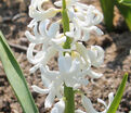 Гиацинт Вайт Пёрл (Hyacinthus White Pearl) — фото 4