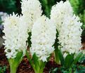 Гиацинт Вайт Пёрл (Hyacinthus White Pearl) — фото 7