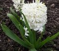 Гиацинт Вайт Пёрл (Hyacinthus White Pearl) — фото 10