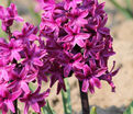 Гиацинт Вудсток (Hyacinthus Woodstock) — фото 2