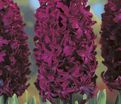Гиацинт Вудсток (Hyacinthus Woodstock) — фото 3