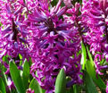 Гиацинт Вудсток (Hyacinthus Woodstock) — фото 4