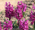 Гиацинт Вудсток (Hyacinthus Woodstock) — фото 5