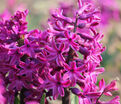 Гиацинт Вудсток (Hyacinthus Woodstock) — фото 6