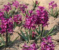 Гиацинт Вудсток (Hyacinthus Woodstock) — фото 7