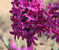 Гиацинт Вудсток (Hyacinthus Woodstock) — фото 8