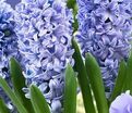 Гиацинт Дельфт Блю (Hyacinthus Delft Blue) — фото 2