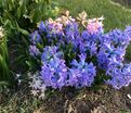 Гиацинт Дельфт Блю (Hyacinthus Delft Blue) — фото 3