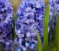 Гиацинт Дельфт Блю (Hyacinthus Delft Blue) — фото 4