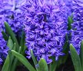 Гиацинт Дельфт Блю (Hyacinthus Delft Blue) — фото 5