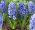 Гиацинт Дельфт Блю (Hyacinthus Delft Blue) — фото 6