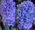 Гиацинт Дельфт Блю (Hyacinthus Delft Blue) — фото 7