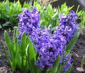 Гиацинт Дельфт Блю (Hyacinthus Delft Blue) — фото 8