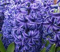Гиацинт Дельфт Блю (Hyacinthus Delft Blue) — фото 9