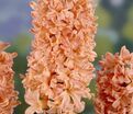Гиацинт Джипси Кyин (Hyacinthus Gipsy Queen) — фото 2