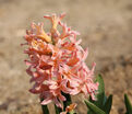 Гиацинт Джипси Кyин (Hyacinthus Gipsy Queen) — фото 3