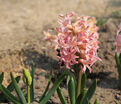 Гиацинт Джипси Кyин (Hyacinthus Gipsy Queen) — фото 4