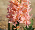 Гиацинт Джипси Кyин (Hyacinthus Gipsy Queen) — фото 5