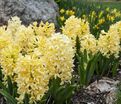 Гиацинт Йеллоустоун (Hyacinthus Yellowstone) — фото 3