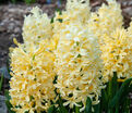 Гиацинт Йеллоустоун (Hyacinthus Yellowstone) — фото 4