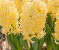 Гиацинт Йеллоустоун (Hyacinthus Yellowstone) — фото 5