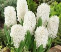 Гиацинт Карнеги (Hyacinthus Carnegie) — фото 2