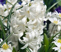 Гиацинт Карнеги (Hyacinthus Carnegie) — фото 3