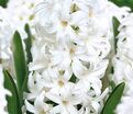 Гиацинт Карнеги (Hyacinthus Carnegie) — фото 4