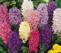 Гиацинт Микс (Hyacinthus Mix) — фото 2