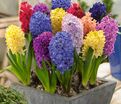 Гиацинт Микс (Hyacinthus Mix) — фото 4