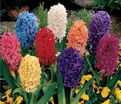 Гиацинт Микс (Hyacinthus Mix) — фото 5