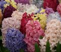 Гиацинт Микс (Hyacinthus Mix) — фото 6