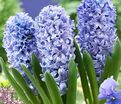 Гиацинт Мультифлора Блю (Hyacinthus Multiflora Blue) — фото 3