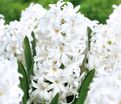 Гиацинт Мультифлора Вайт (Hyacinthus Multiflora White) — фото 2