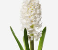 Гиацинт Мультифлора Вайт (Hyacinthus Multiflora White) — фото 4